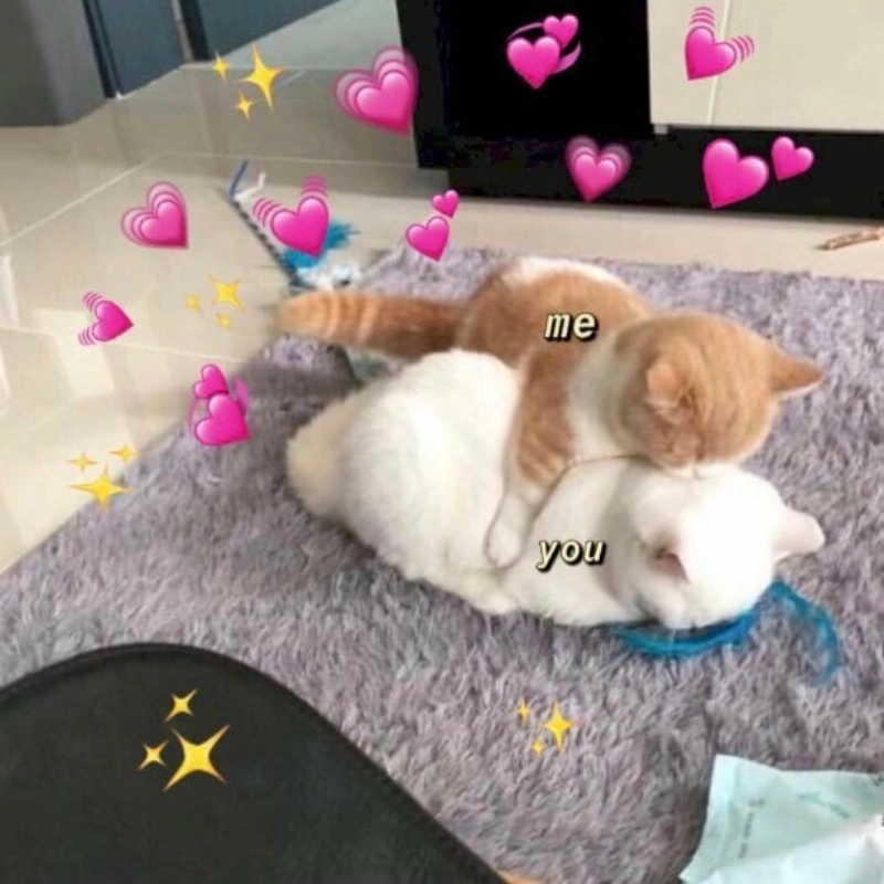 Mèo ôm meme khiến bạn không thể không cười với sự dễ thương và ngộ nghĩnh