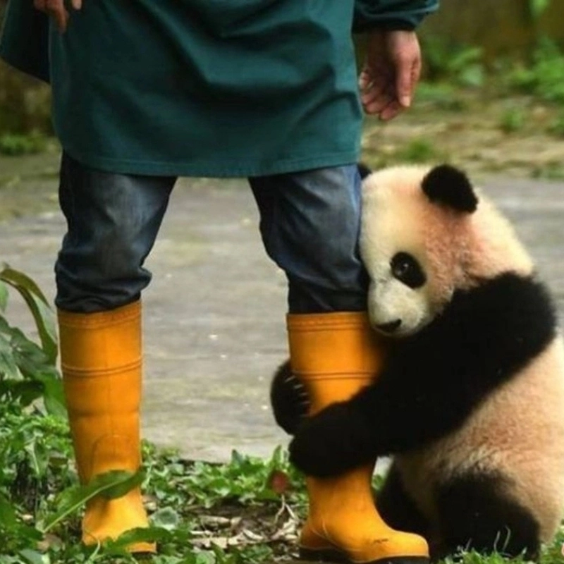 Meme gấu trúc ôm chân dễ thương, mang đến cảm giác ấm áp và thân thiện