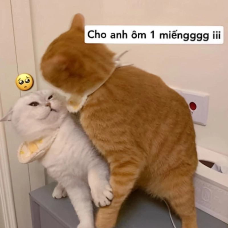 Meme ôm miếng tạo ra những tình huống thú vị, mang lại tiếng cười sảng khoái