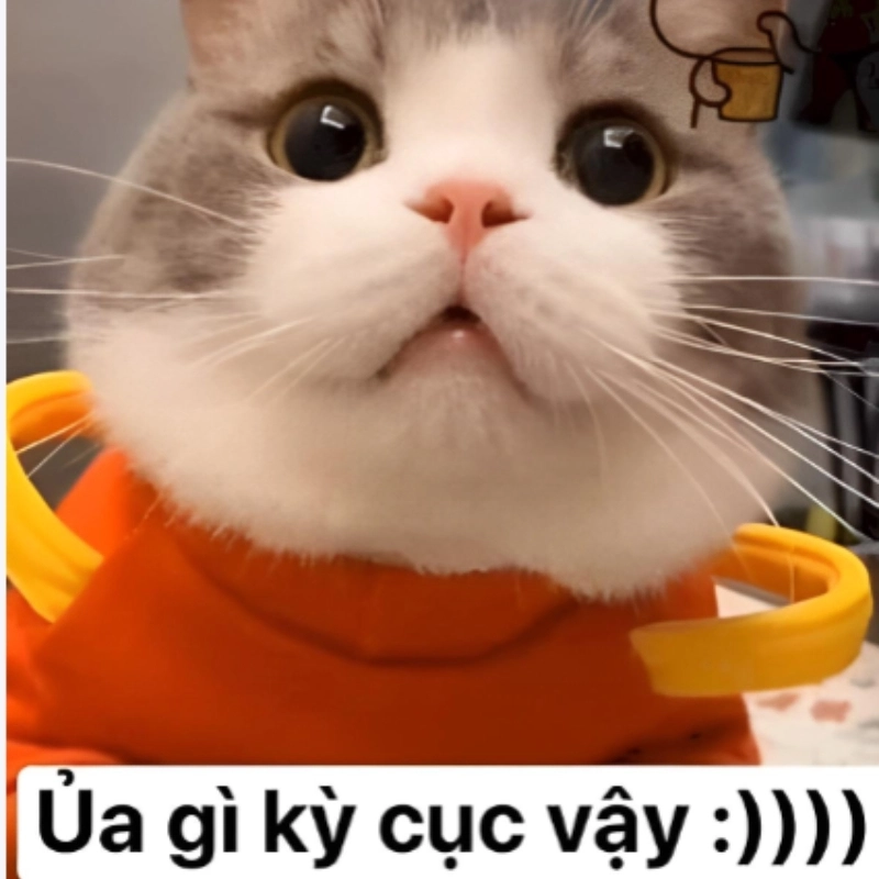 Thông điệp thú vị trong meme mèo cute có chữ