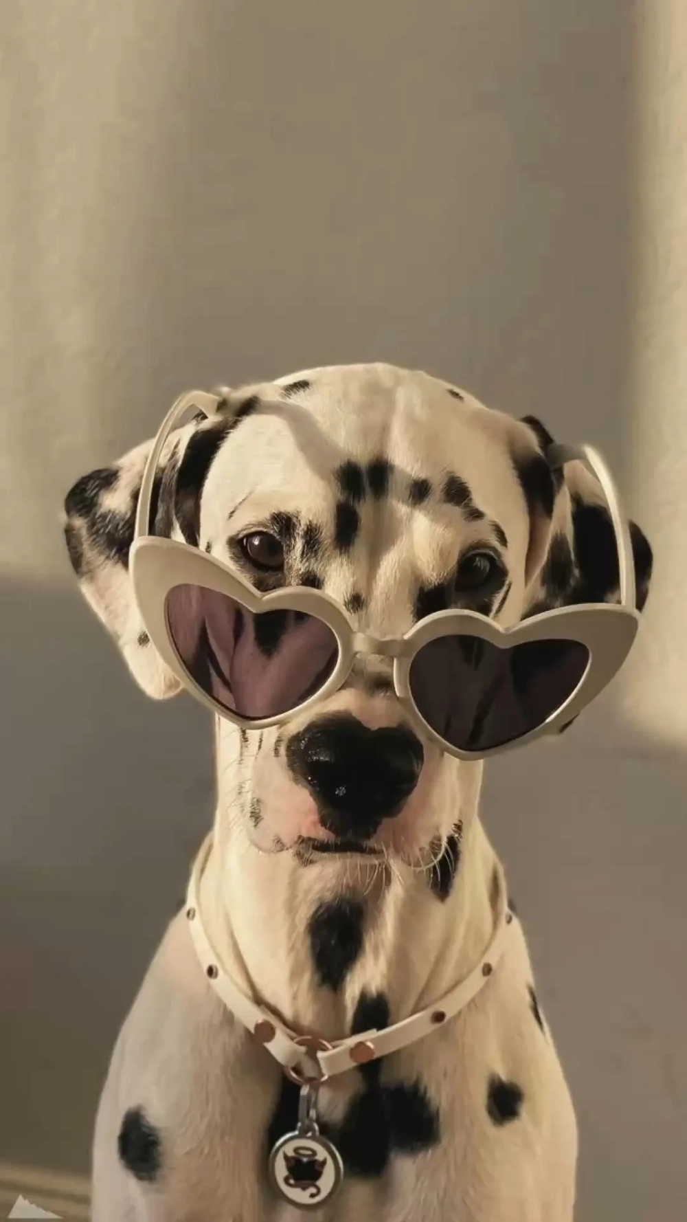 Trang trí dế yêu bằng hình nền điện thoại chó cute​