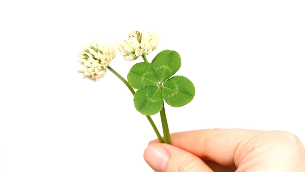 Nguồn cảm hứng mới từ cỏ 4 lá hình ảnh độc đáo