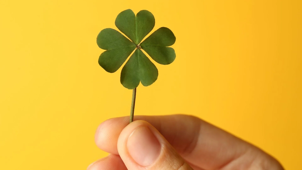Biểu tượng good luck trong good luck hình nền cỏ 4 lá