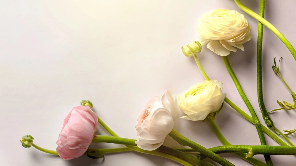 ​Những bông hoa mao lương đẹp làm say đắm lòng người​