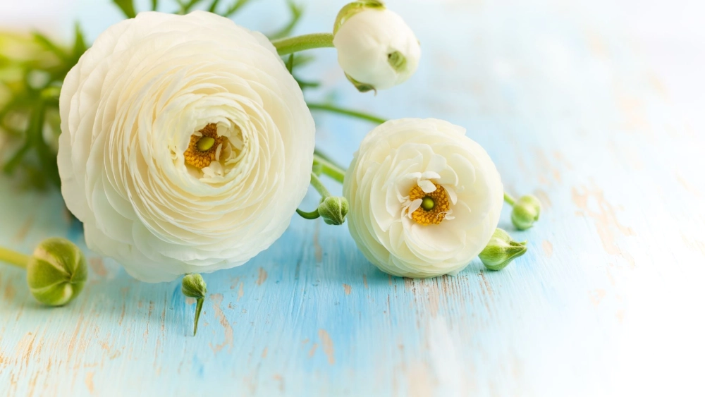 ​Hoa mao lương mùa nào nở rộ nhất?​