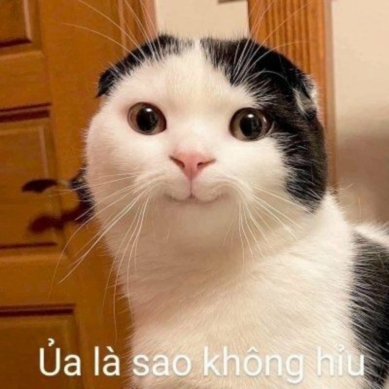 Những ảnh chế meme mèo bựa khiến bạn không thể nhịn cười, cực kỳ hài hước và độc đáo