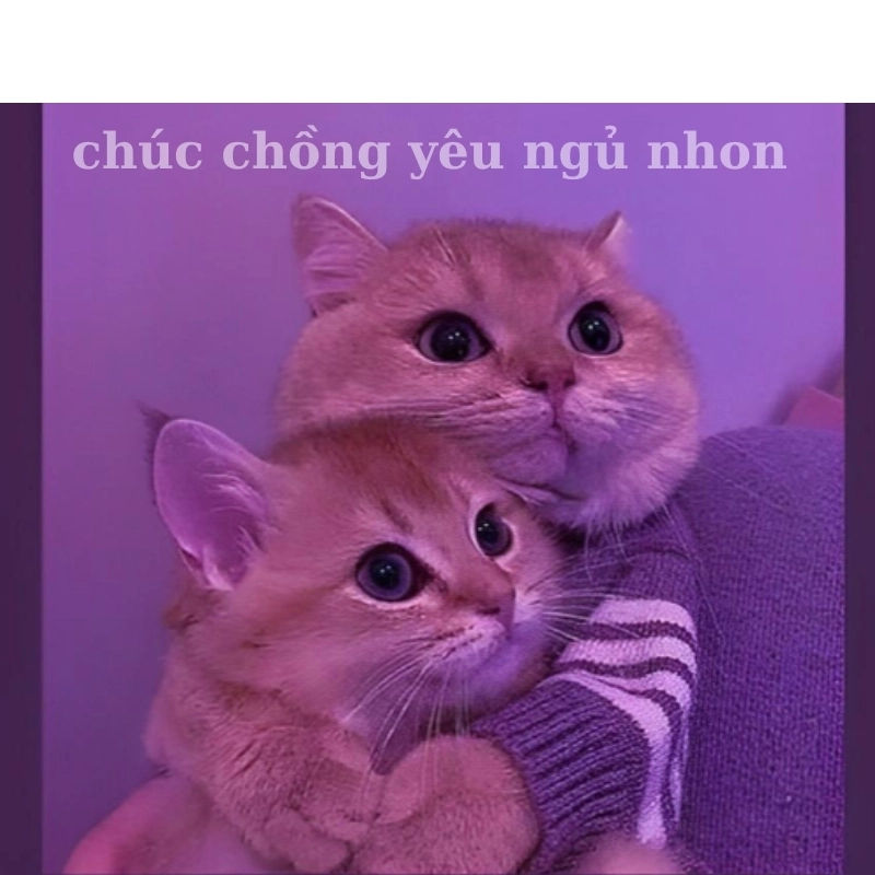 Chúc người yêu có giấc ngủ ngon qua meme chúc người yêu ngủ ngon