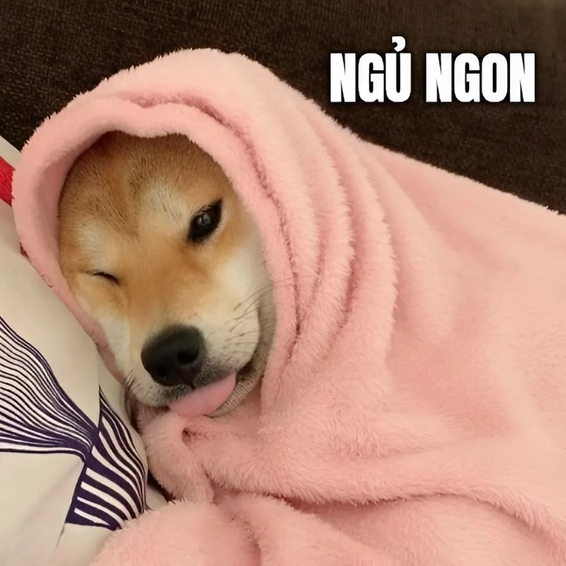 Hãy gửi lời chúc ngủ ngon cùng những ngủ ngon meme đáng yêu nhé