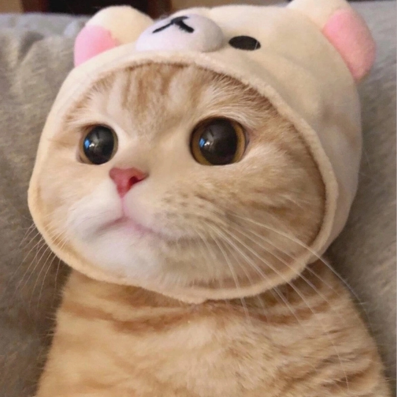 Làm mới phong cách với meme avatar ảnh mèo cute