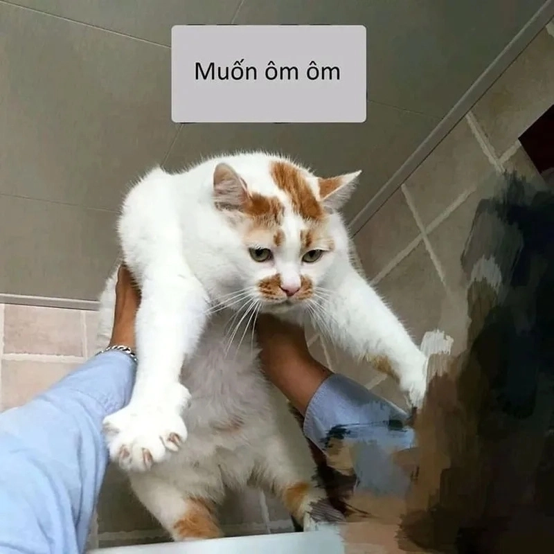 Meme ôm ôm mang lại những khoảnh khắc dễ thương và cực kỳ vui nhộn