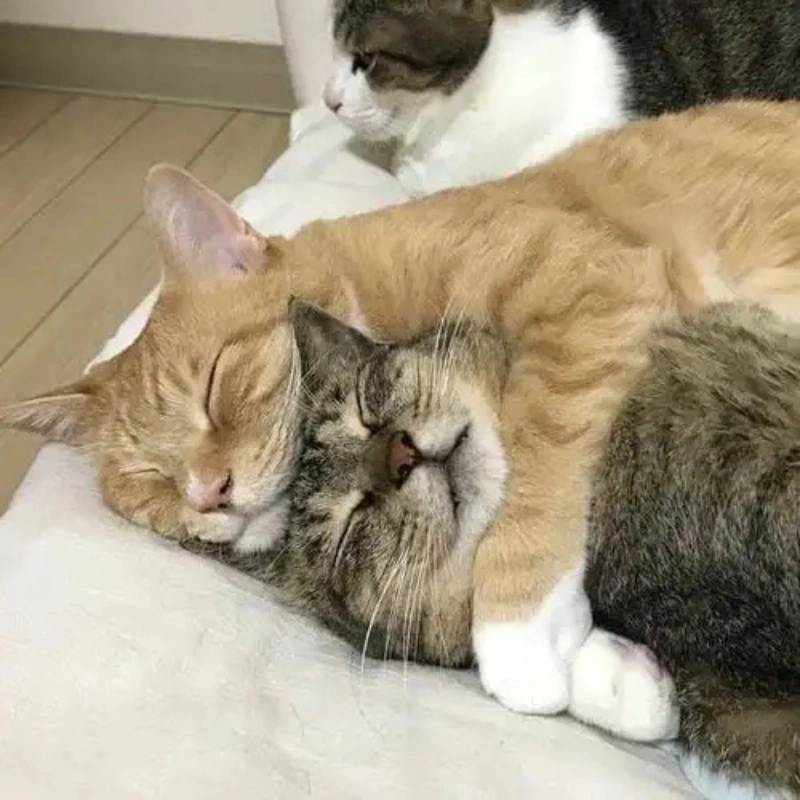 Meme ôm ngủ dễ thương, mang đến cảm giác bình yên và êm ái
