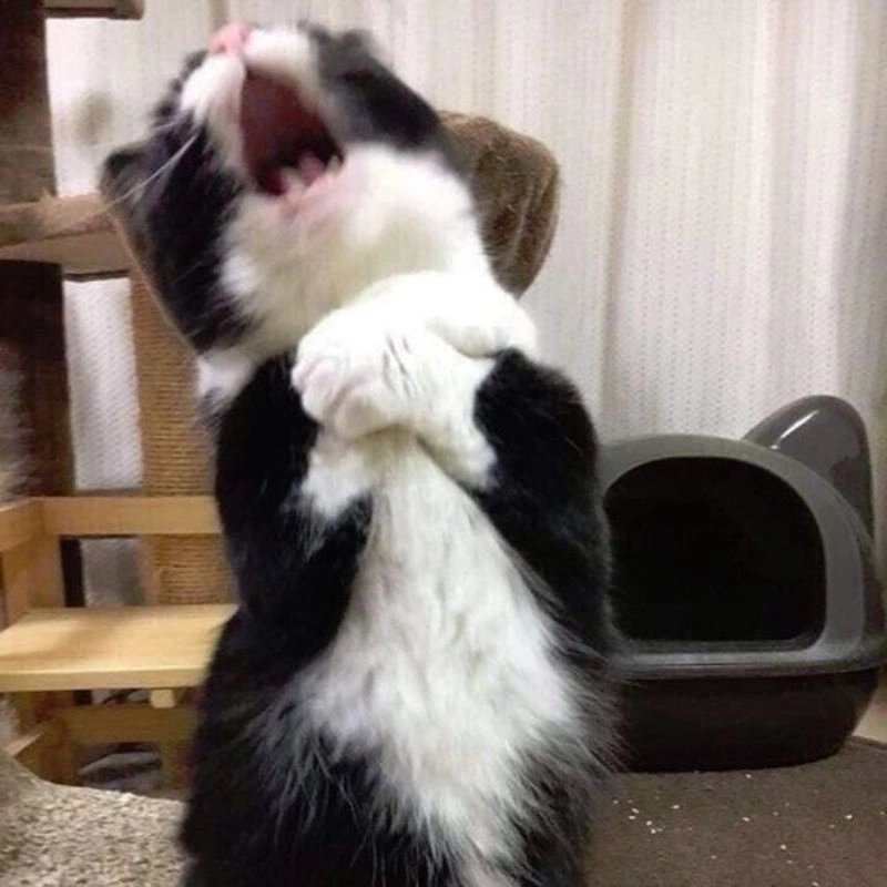 Meme mèo ôm tim cực kỳ dễ thương, tạo nên những khoảnh khắc ngọt ngào