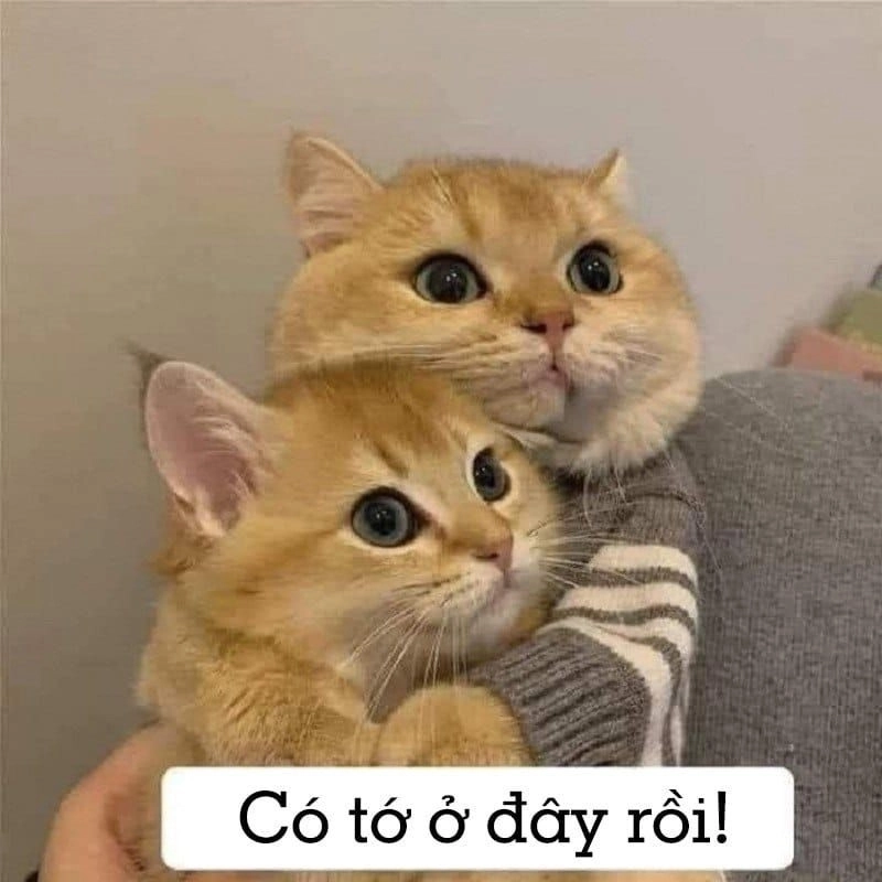 Meme ôm an ủi tạo cảm giác vỗ về, mang lại sự bình yên trong lòng