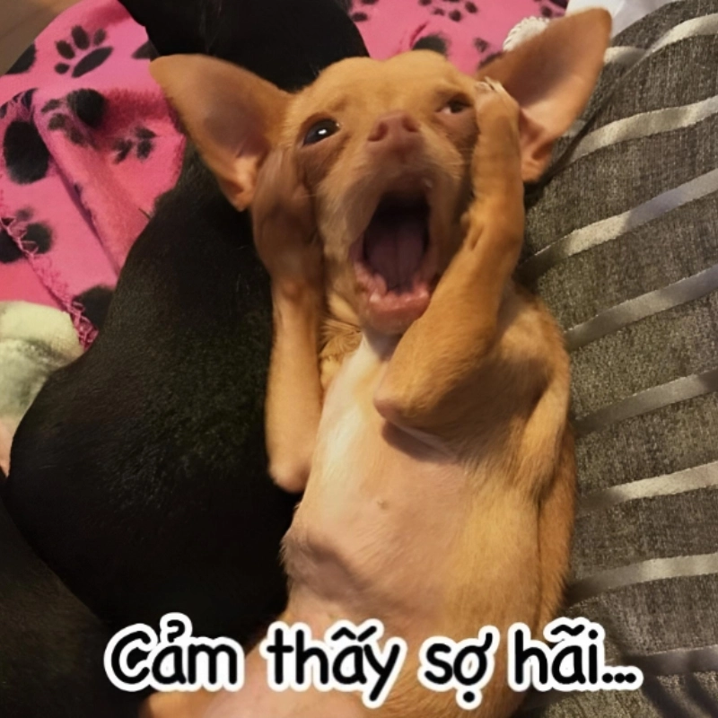Meme ôm đầu cực kỳ hài hước, khiến bạn không thể nhịn cười