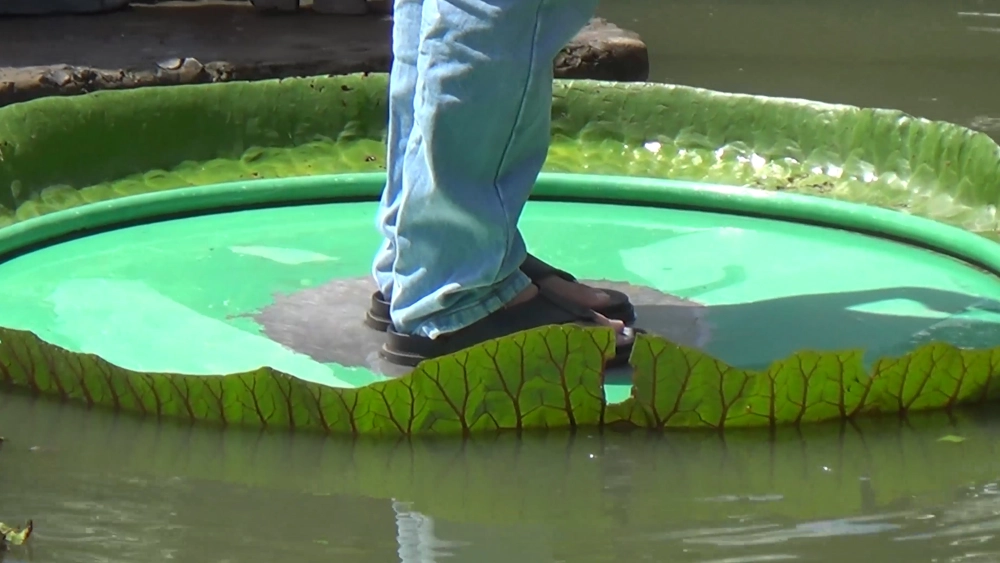 Trải nghiệm cá nhân khi thăm chùa Lá Sen