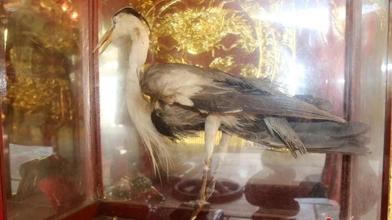 Đền Cuông thờ ai huyền thoại gắn với An Dương Vương