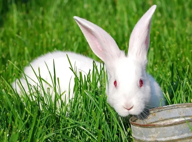 Avatar thỏ trắng tinh khôi mang nét đẹp thuần khiết