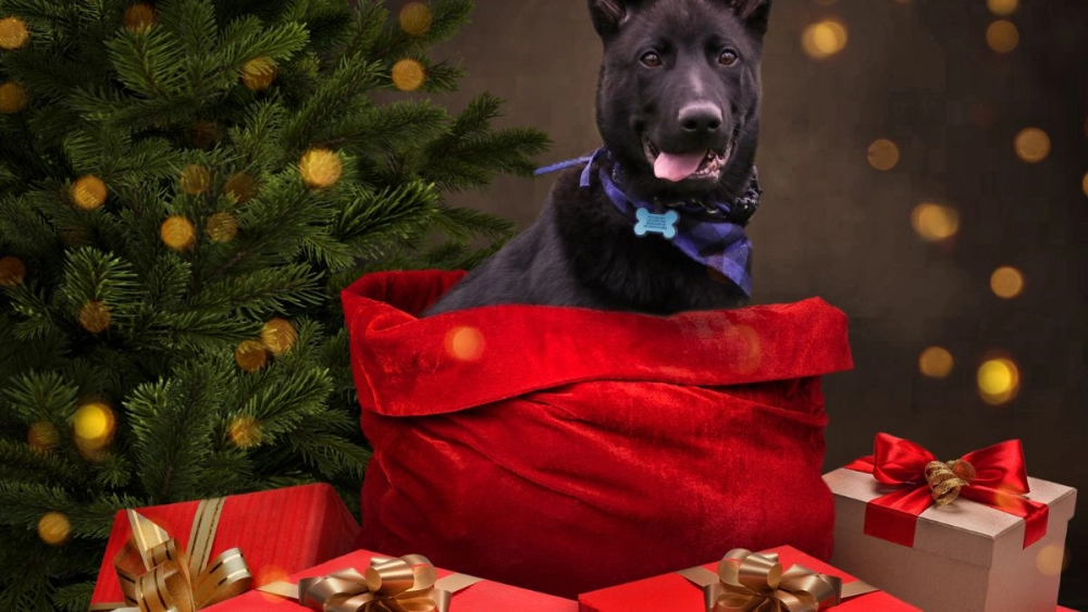 Ảnh avatar giáng sinh cute đáng yêu nổi bật