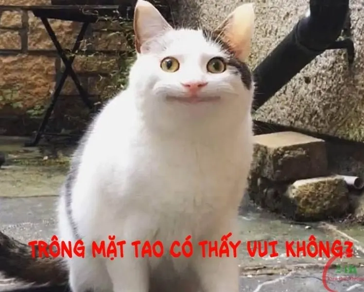 Meme icon bất lực mang lại tiếng cười khó quên cho người xem