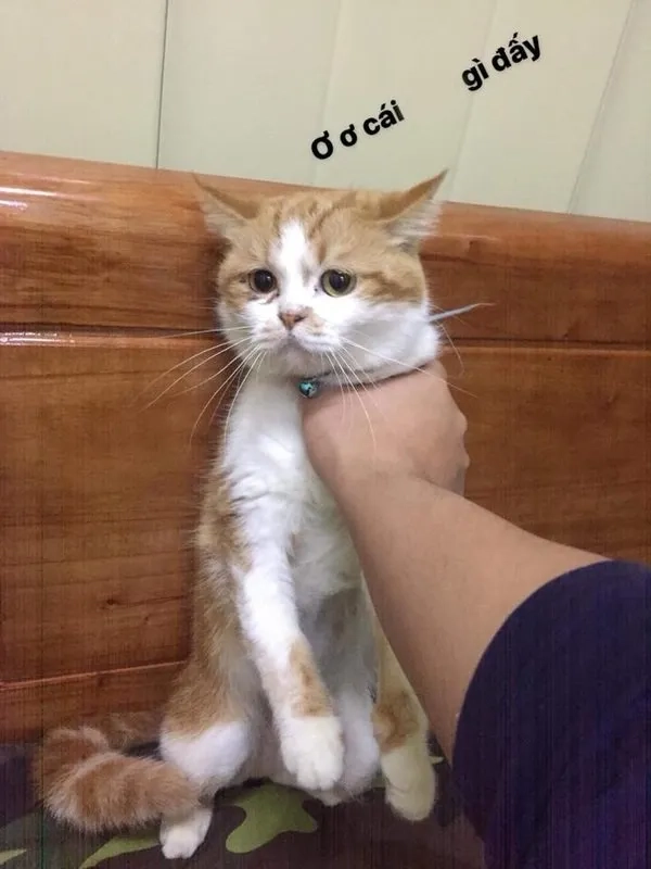 Hình ảnh meme bóp cổ thu hút sự chú ý mọi người