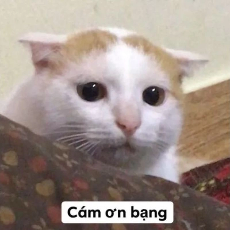 Hình meme cảm ơn góp phần tạo bầu không khí vui nhộn
