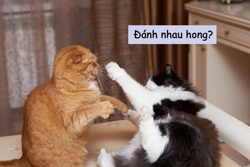 Meme đánh đòn mang phong cách hài hước độc đáo