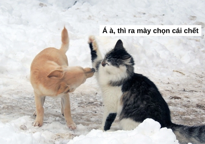 Ảnh meme đánh tạo điểm nhấn cực sáng tạo