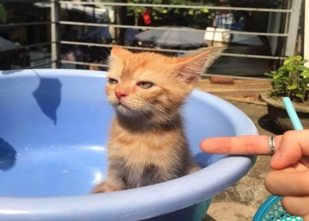 Dỗi meme mang lại cảm giác hài hước bất ngờ