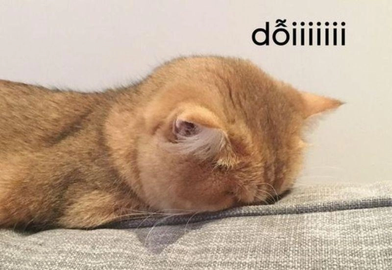 Meme hờn dỗi đáng yêu làm say lòng cư dân mạng