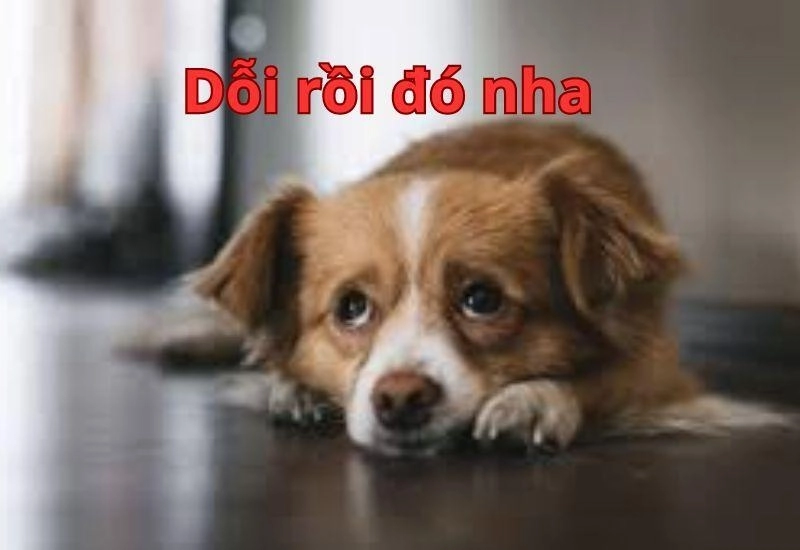 Dỗi vl meme đem lại tiếng cười sảng khoái