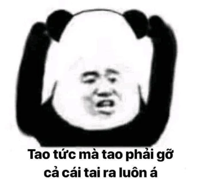 Ảnh meme gấu hài hước lan truyền cực nhanh