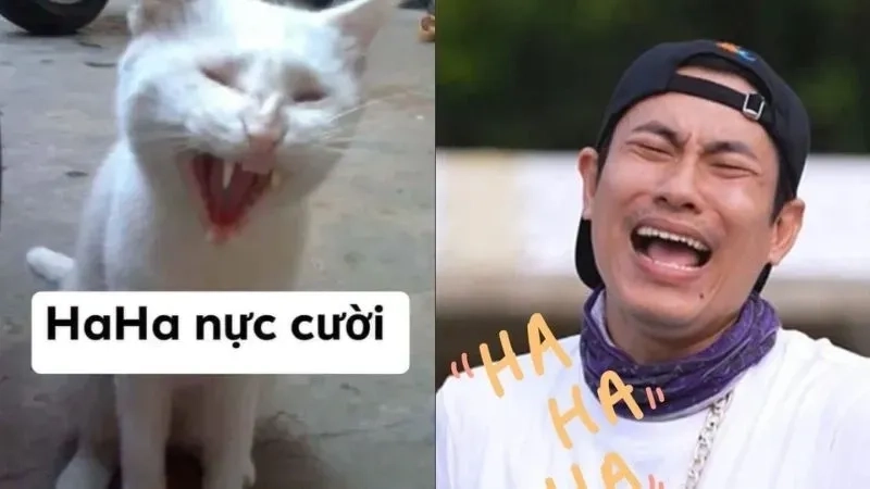 Meme haha mắc cười quá gây ấn tượng mạnh