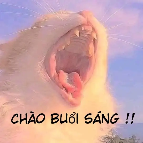 Meme chào hỏi ghi lại khoảnh khắc dí dỏm
