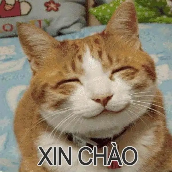 Ảnh meme xin chào được chia sẻ rộng rãi trên mạng