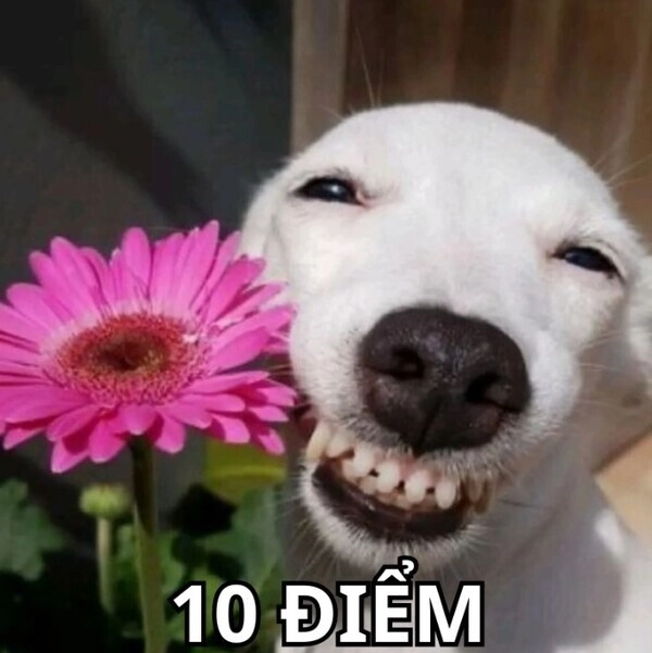 Ý nghĩa ảnh meme 10 điểm 