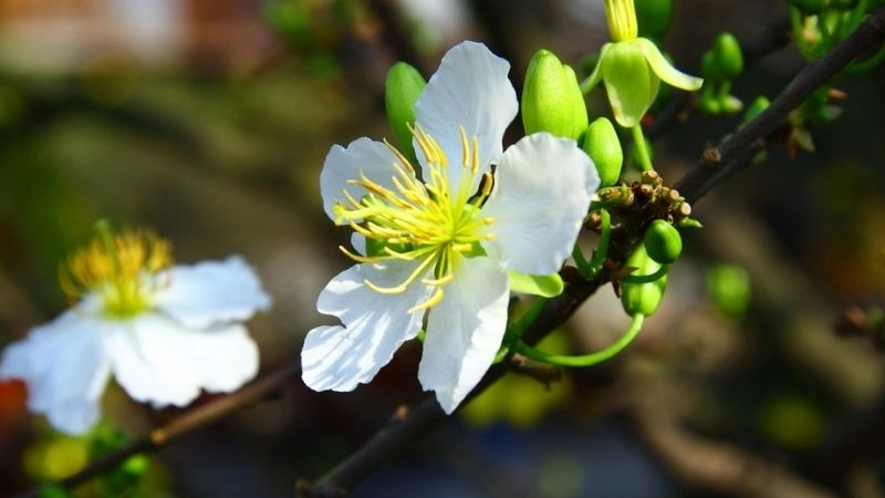 Nắng xuân nhẹ nhàng phản ánh không gian ấm áp