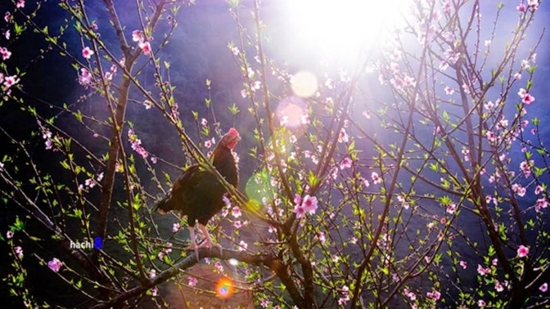 Thời tiết dễ chịu thường đồng hành với trạng thái ấm áp