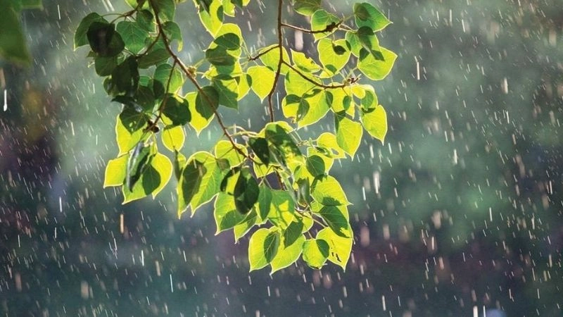 Vừa mưa vừa nắng cho thấy bóng mây không che toàn bộ khu vực