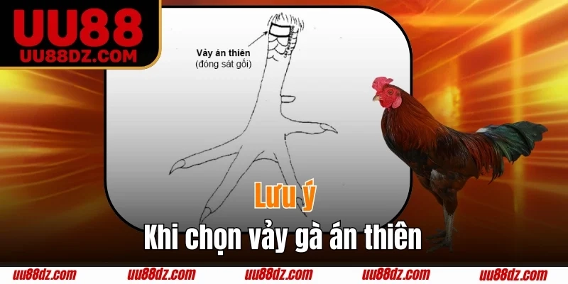 Cách chọn và chăm sóc gà có vảy Án Thiên