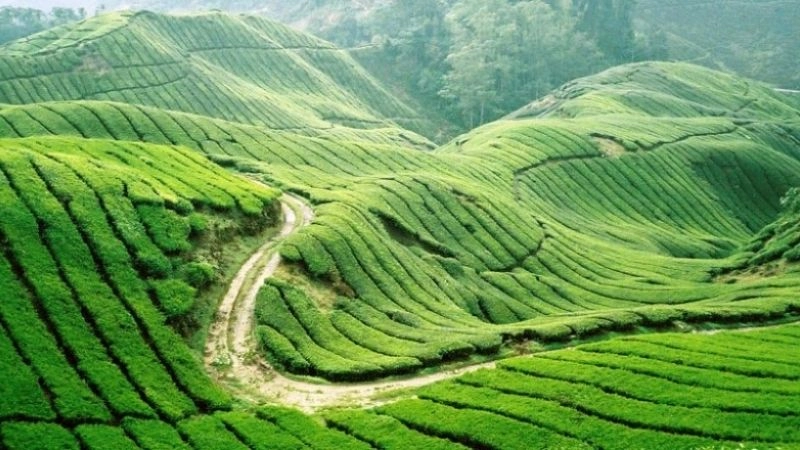 Cao nguyên là gì giúp nhận biết kiểu địa hình đặc trưng