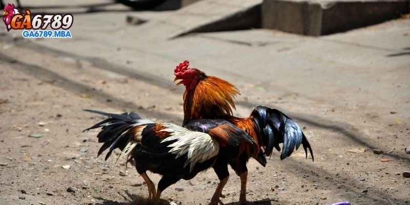 Khám Phá Thế Giới Đầy Màu Sắc Của Ga6789 - Sân Chơi Đích Thực Cho Những Người Yêu Thích Trò Chơi