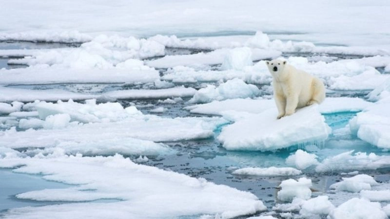 Khí hậu dòng lạnh tạo môi trường khô và mát hơn