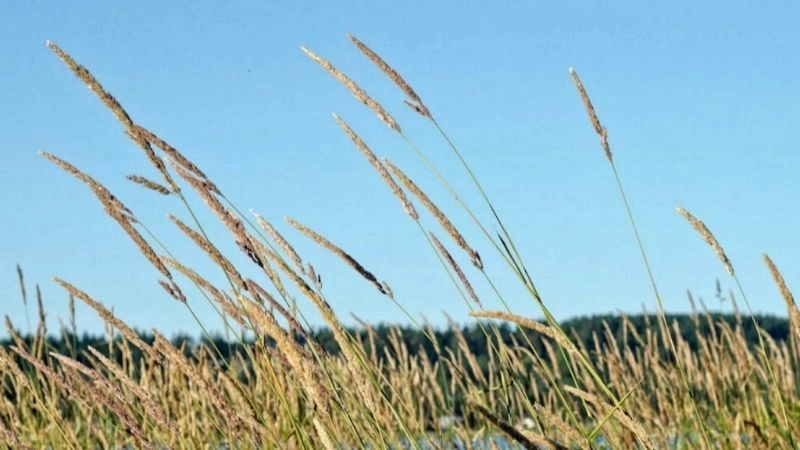 Gió nhẹ là hiện tượng không khí di chuyển với lực yếu