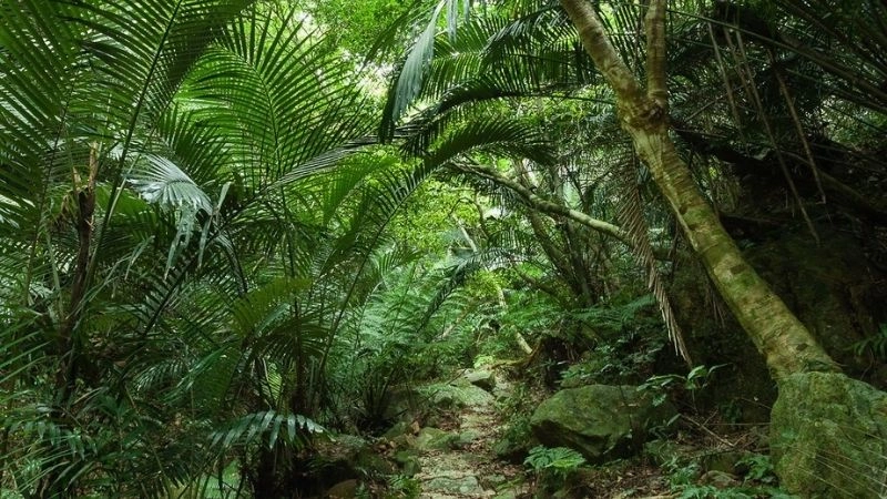 Khí hậu cận nhiệt đới ẩm là gì được hiểu qua nền nhiệt ấm