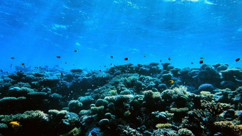 Đặc điểm khí hậu hải dương thể hiện sự ôn hòa quanh năm