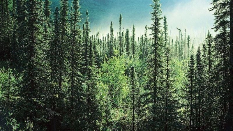 Đặc điểm ôn đới phản ánh nhịp điệu thời tiết dịu nhẹ