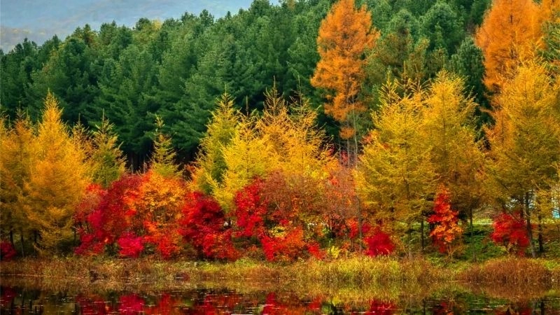 Mùa khí hậu ôn đới thay đổi rõ rệt qua bốn chu kỳ thời gian