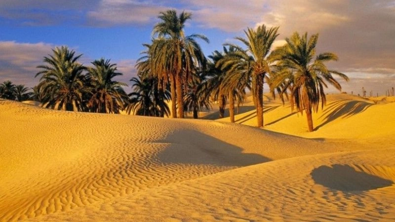 Độ ẩm thấp phản ánh sự khắc nghiệt của khí hậu sa mạc