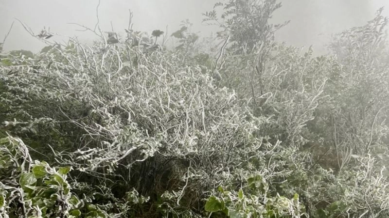 Sương muối xuất hiện dày trong điều kiện rét hại kéo dài