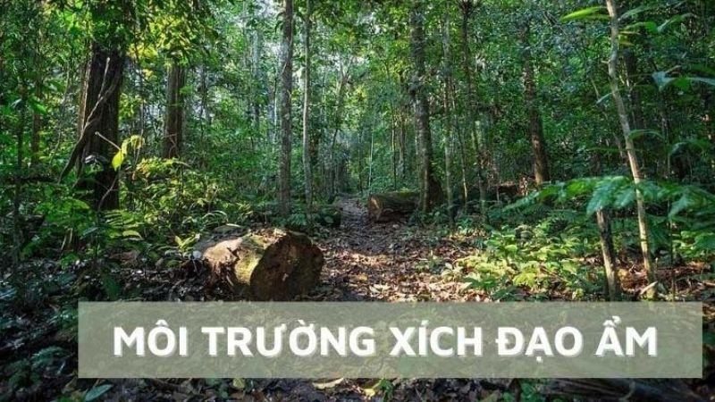 Độ ẩm xích đạo luôn cao tạo cảm giác oi bức đặc trưng